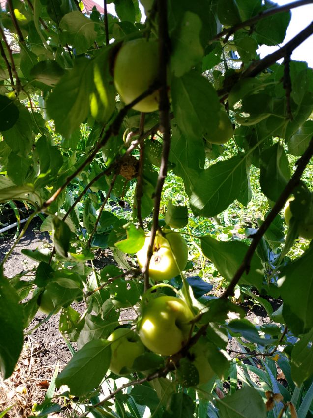 Продажа дома, 68м <sup>2</sup>, 5 сот., Курган, Мичурина улица