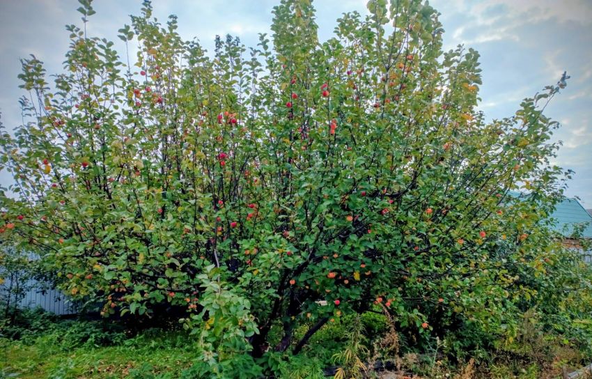 Продажа дома, 76м <sup>2</sup>, 11 сот., Курган, Новая улица,  21