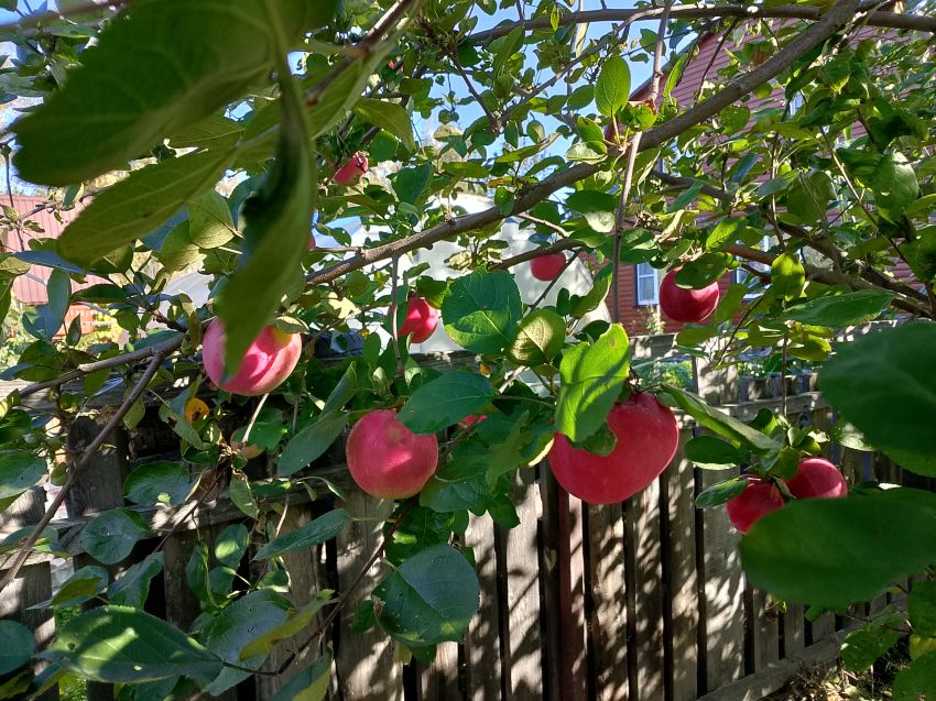 Продажа дачи, 20м <sup>2</sup>, 6 сот., Курган, СНТ Волна