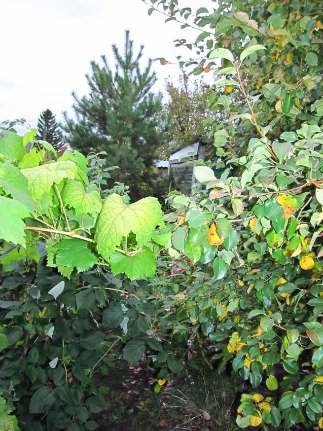 Продажа дома, 80м <sup>2</sup>, 5 сот., Курган, СНТ Авиатор