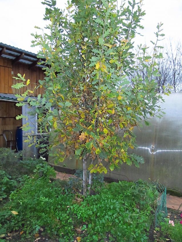 Продажа дома, 80м <sup>2</sup>, 5 сот., Курган, СНТ Авиатор