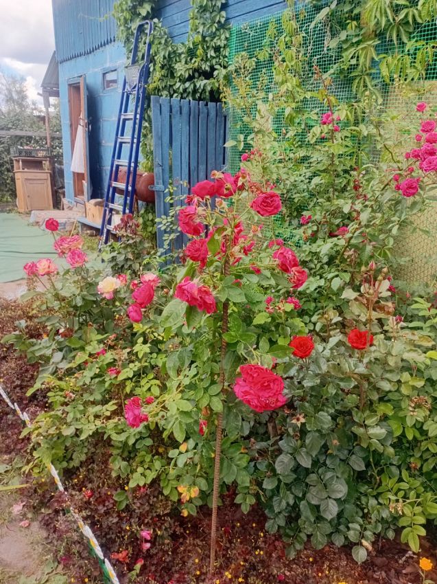 Продажа дома, 54м <sup>2</sup>, 779 сот., Курган, Свободы улица