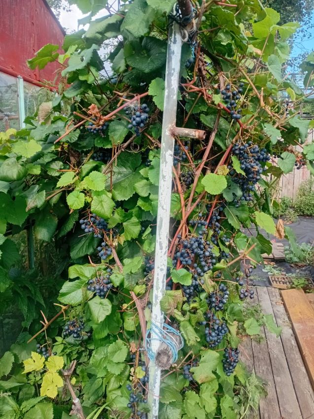 Продажа дома, 54м <sup>2</sup>, 779 сот., Курган, Свободы улица