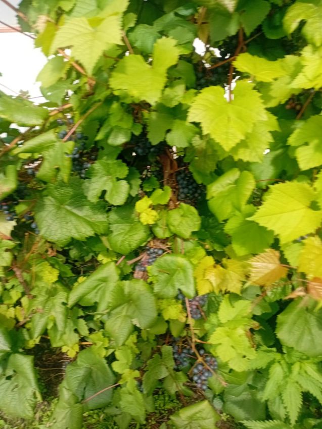 Продажа дома, 54м <sup>2</sup>, 779 сот., Курган, Свободы улица