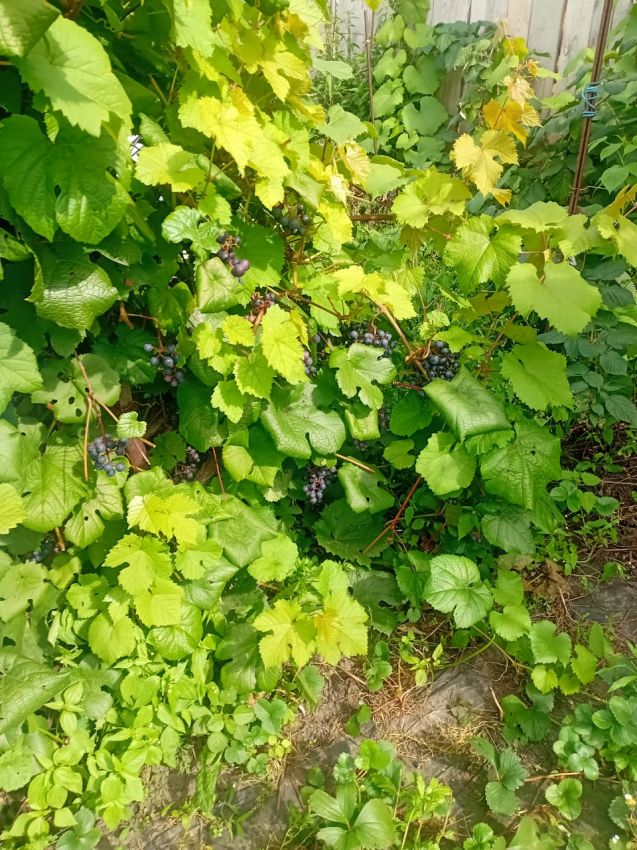 Продажа дома, 54м <sup>2</sup>, 779 сот., Курган, Свободы улица