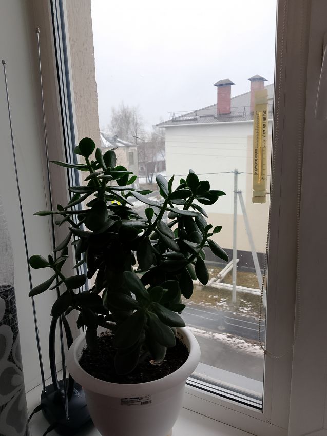 Продажа 1-комнатной квартиры, Курган, Макаренко улица,  12