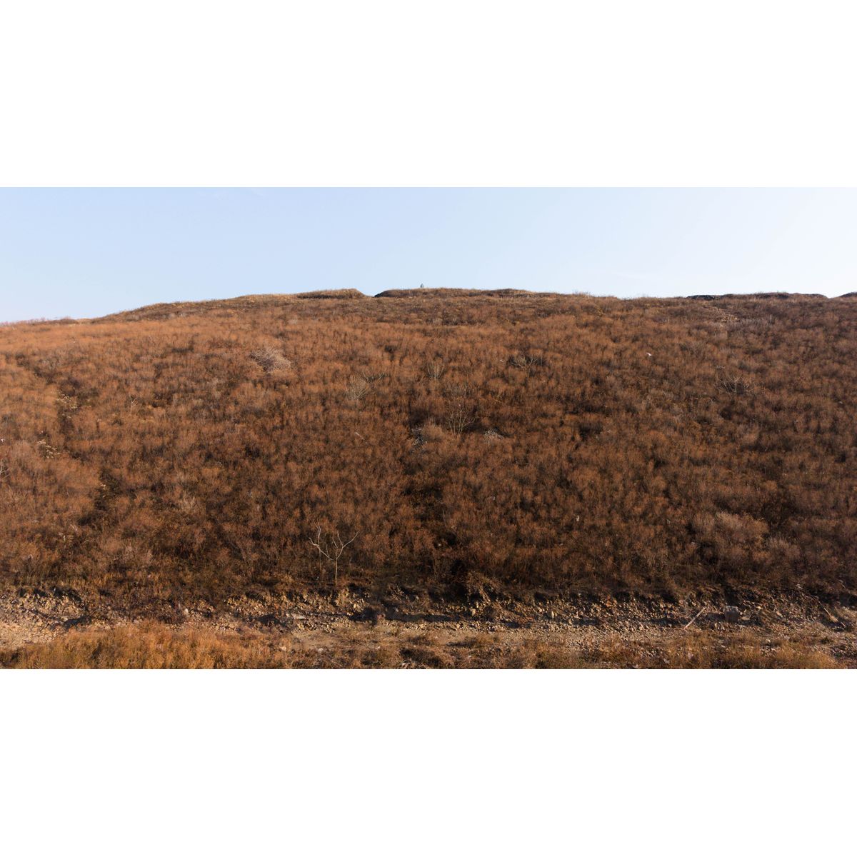 1-комнатная, 36.74 м², № 205 в Premium Park Central (Премиум Парк)