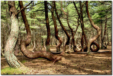 Topic 5. Ensembles and random forest. Part 2. Random Forest