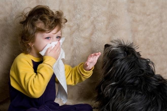 Истинные причины аллергии на животных