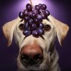 Отравление собак виноградом и изюмом