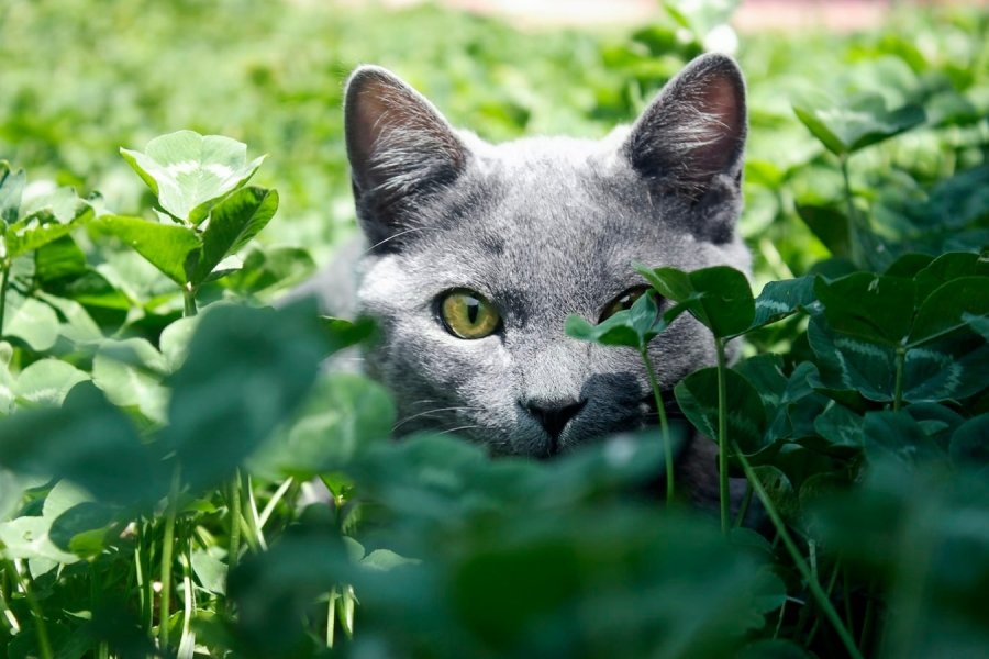 Кошачья мята и как она влияет на кошек