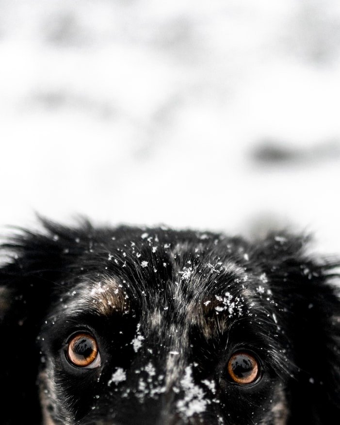 Правила ухода за собакой зимой
