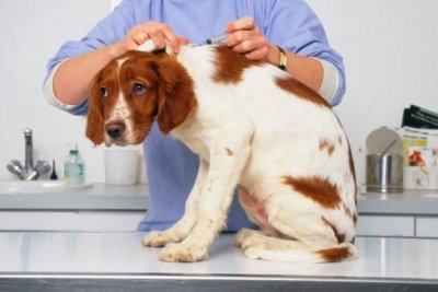 Зачем ставить повторные прививки щенку