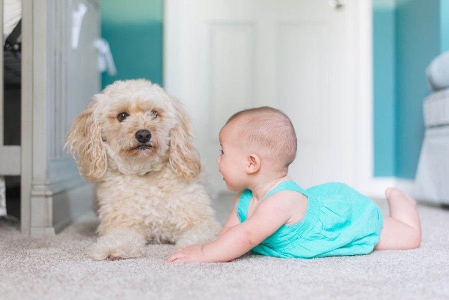Как познакомить собаку и младенца