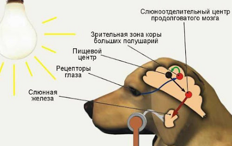 Fiziologiainstinktovuslovnykhreflexovpamyatisnamotivatsiyiemotsiy5tema