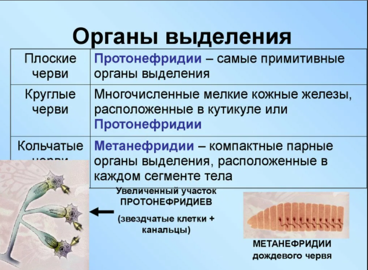 Системы органов кишечнополостные черви моллюски. Кишечнополостные черви моллюски. Двухслойные и трехслойные животные. Эволюция трехслойных животных таблица. Кишечнополостные иглокожие.