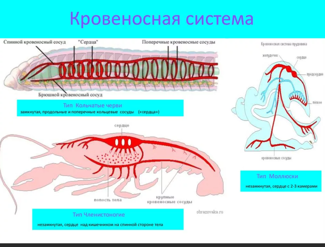 Кровообращение животных 5 класс