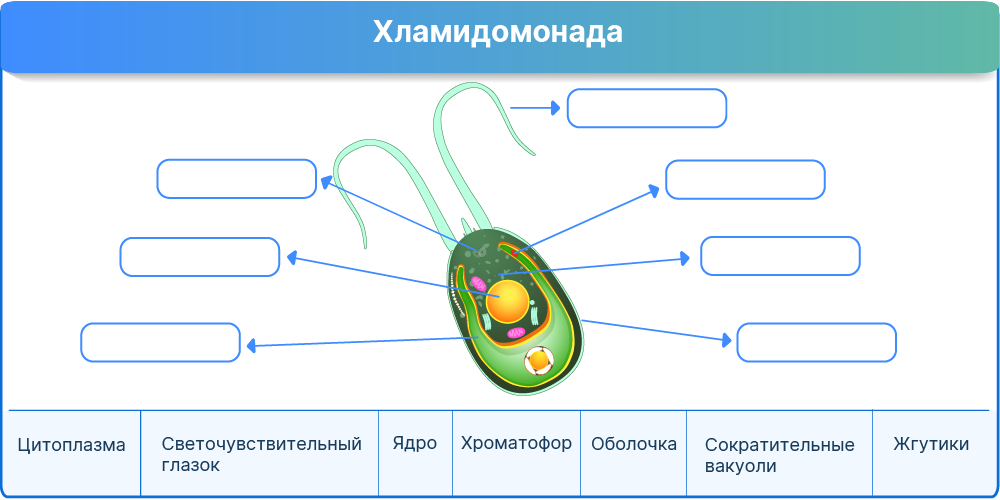 Строение и размножение хламидомонады