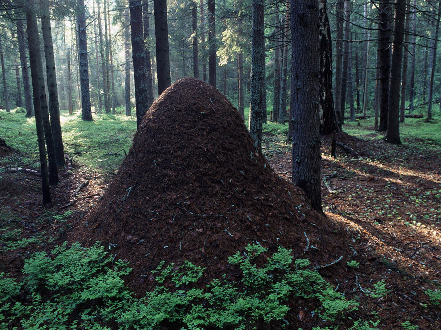 Комаровский берег