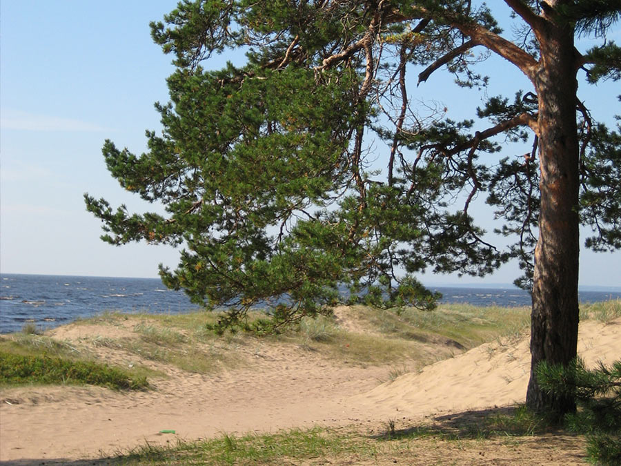 Комаровский берег