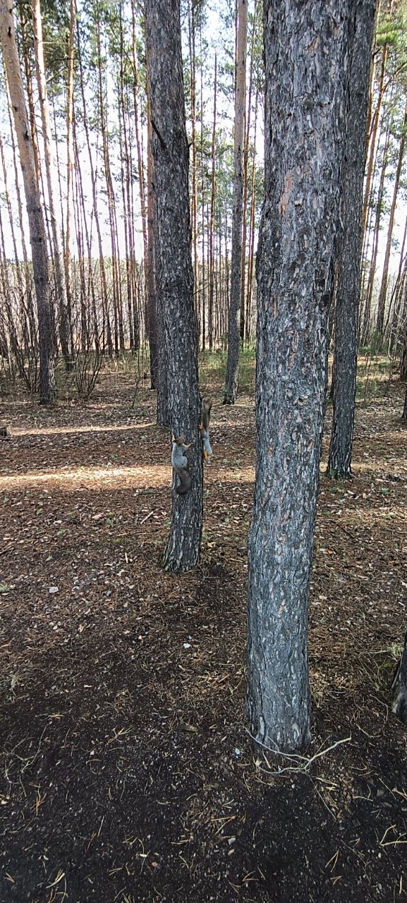 Фото локации Экопарк «Затюменский»