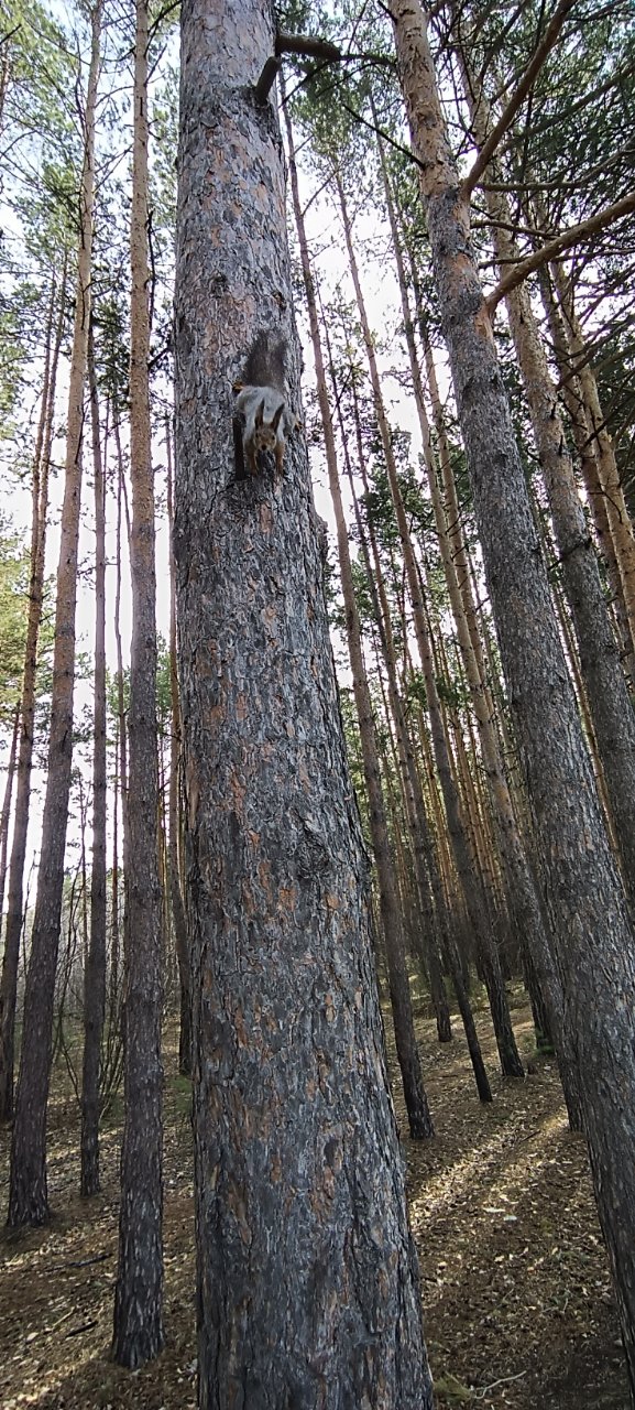 Фото локации Экопарк «Затюменский»