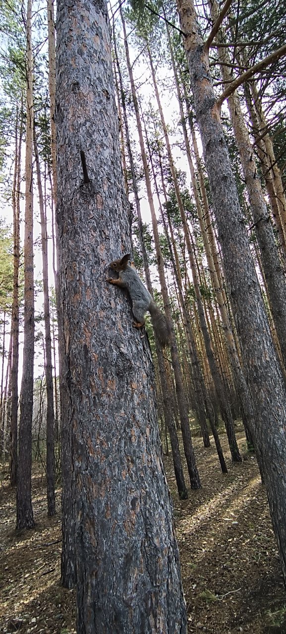 Фото локации Экопарк «Затюменский»
