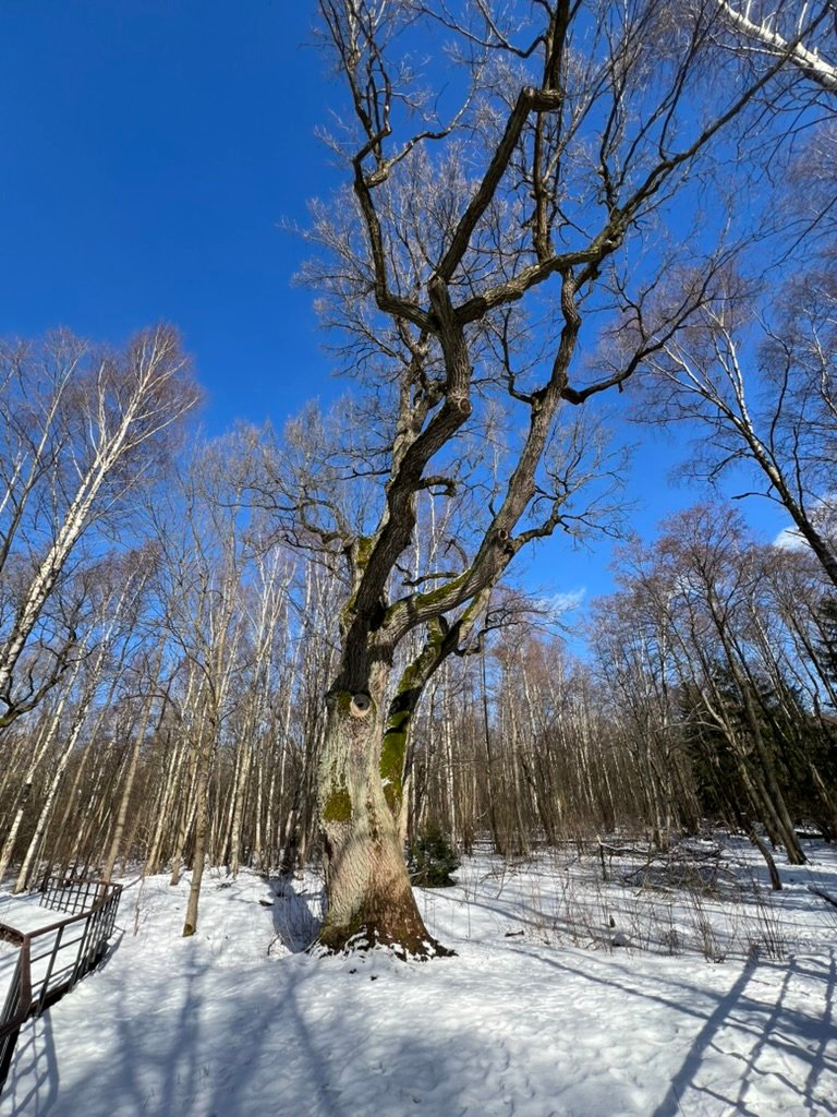 Дуб возрастом более 350 лет