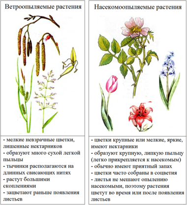 Характеристика цветковых (покрытосеменных)