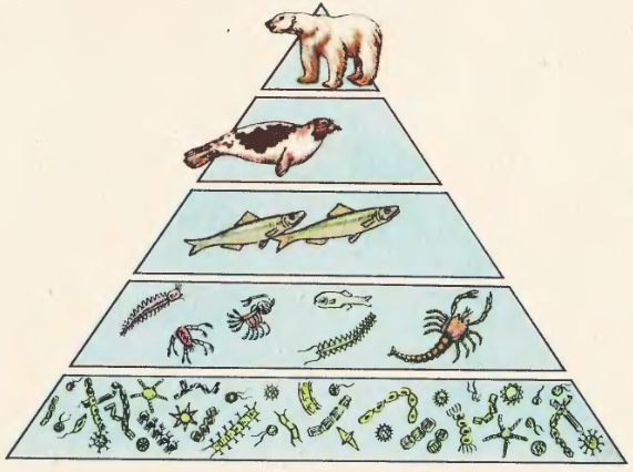 Пищевая пирамида экосистемы. Экологическая пирамида биомассы. Экологическая пирамида пастбищная. Экологическая пирамида рисунок