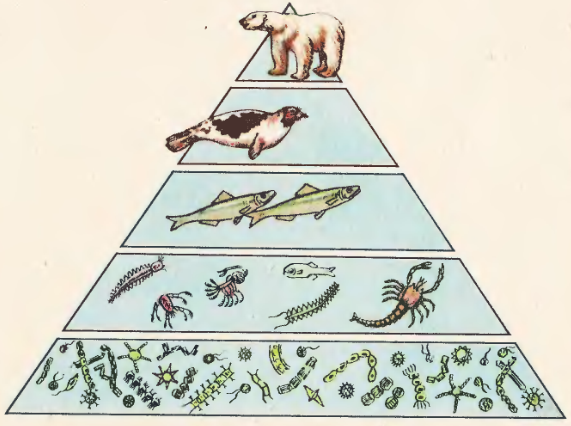 Пирамида биомассы океана. Пищевая пирамида экосистемы. Экологическая пирамида биомассы.