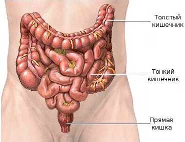 Строение Кишечника Человека Схема С Названиями Фото