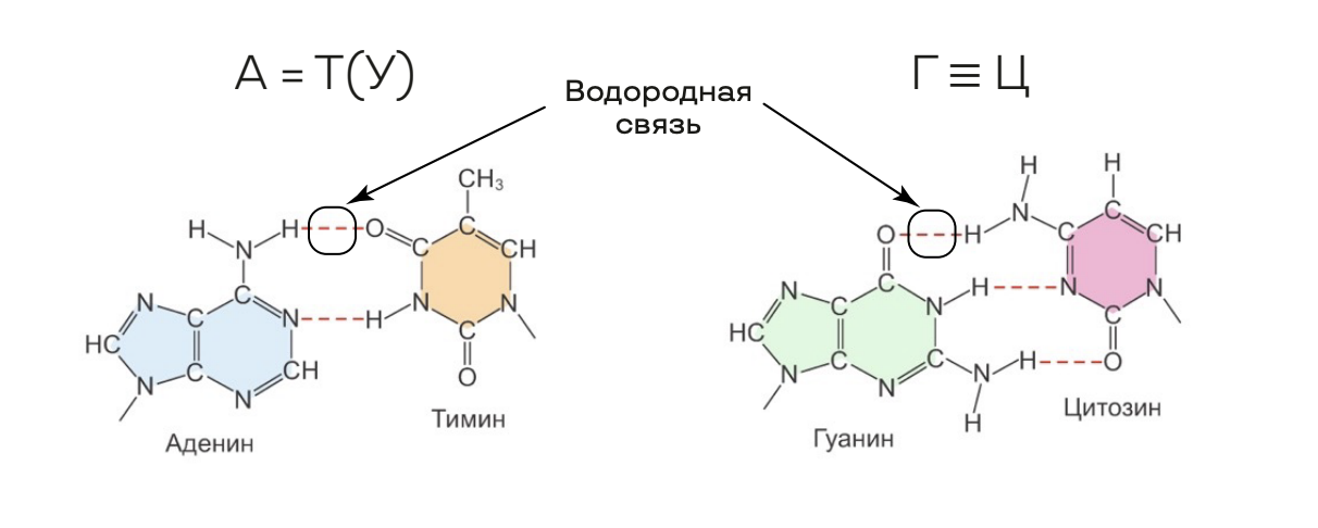 Репликация ДНК