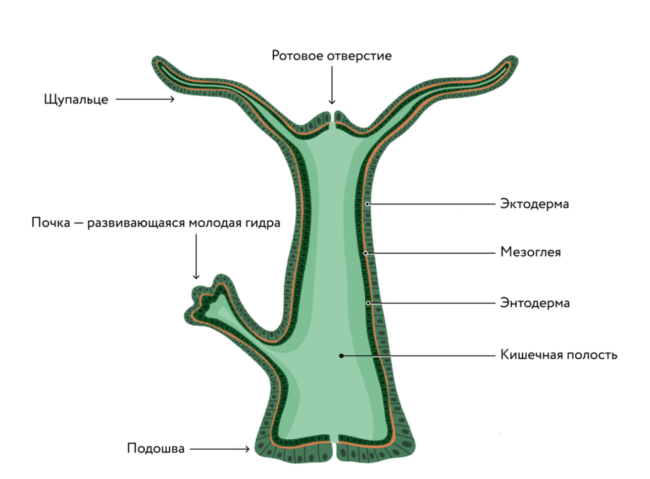 Тип кишечнополостные