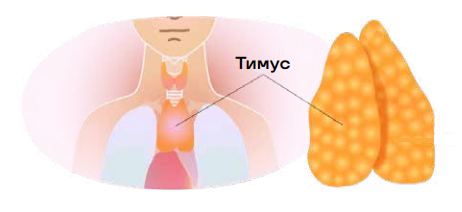 Эндокринная система
