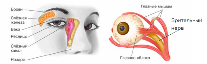 Анализаторы (зрительный, слуховой и др.)