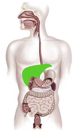 Пищеварительная система