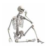 Опорно-двигательная система