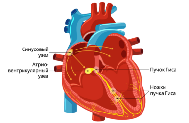 Сердечно-сосудистая система
