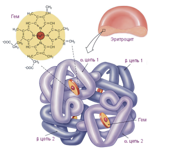 Внутренняя среда организма (кровь, лимфа, тканевая жидкость)