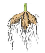 Видоизменения органов