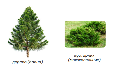 Отдел голосеменные