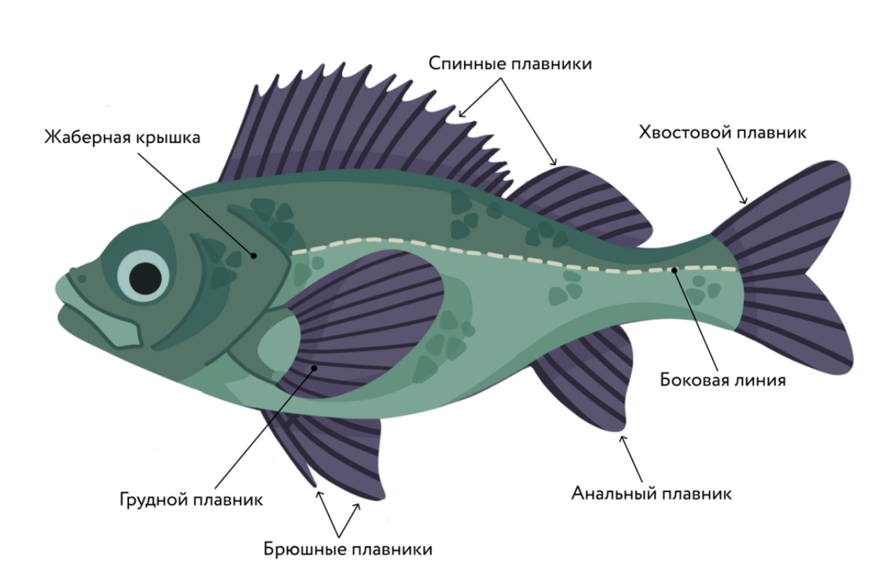 Надкласс рыбы: класс Хрящевые и Костные рыбы