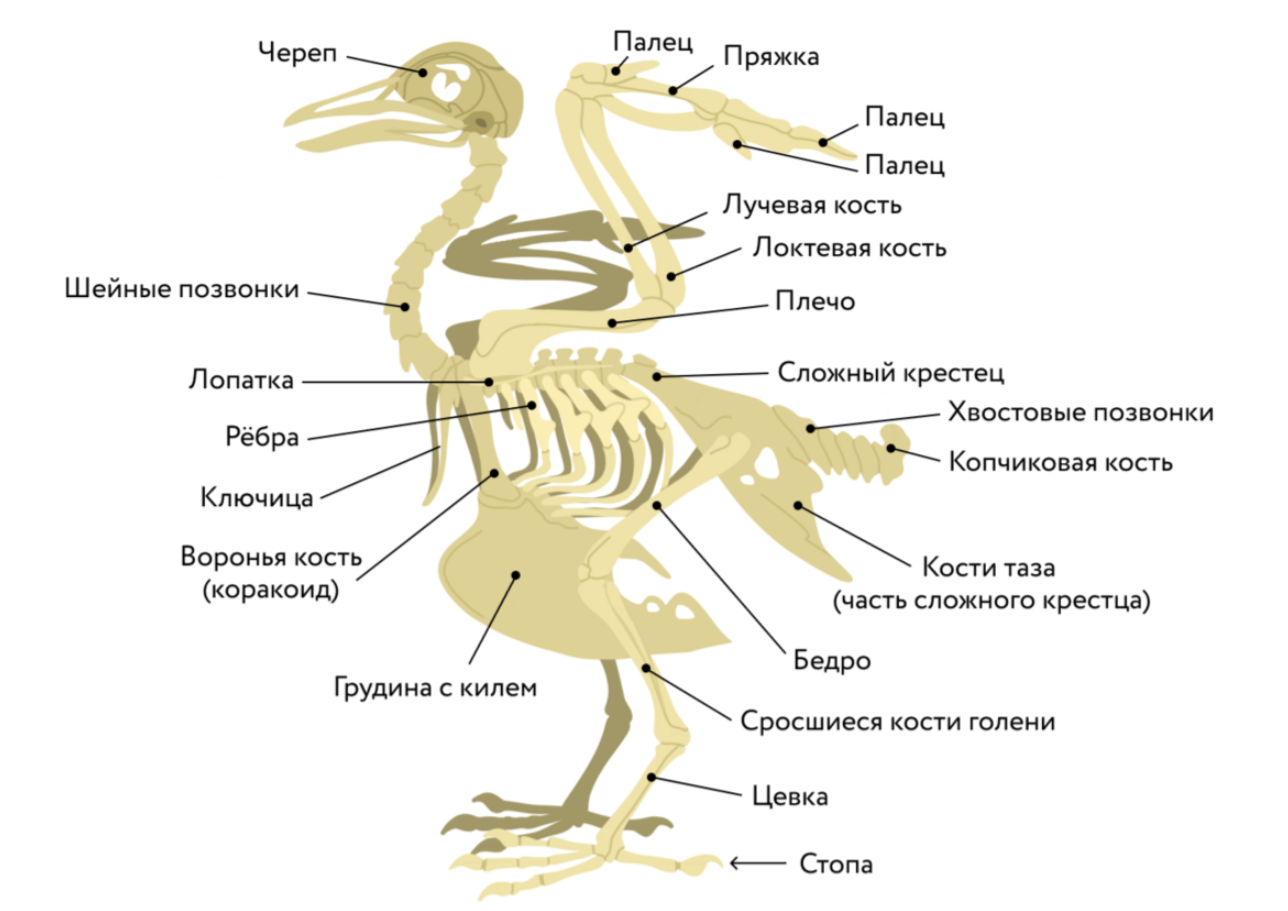 Класс птицы