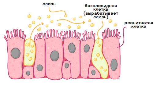 Ткани человека