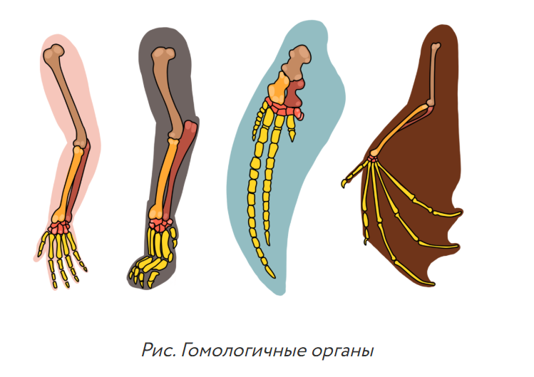 Гомологичные и аналогичные органы