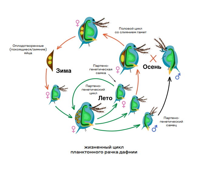 Формы размножения: половое и бесполое