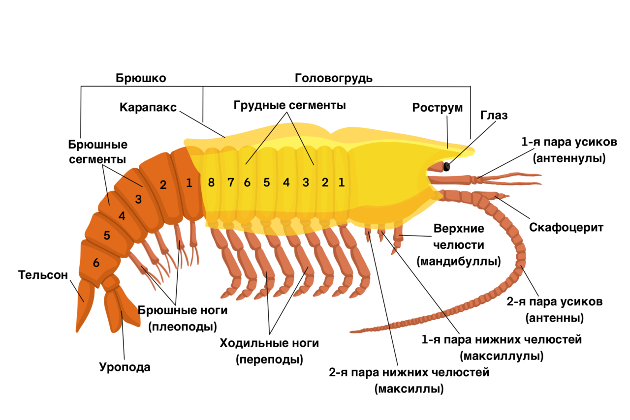 Тип членистоногие