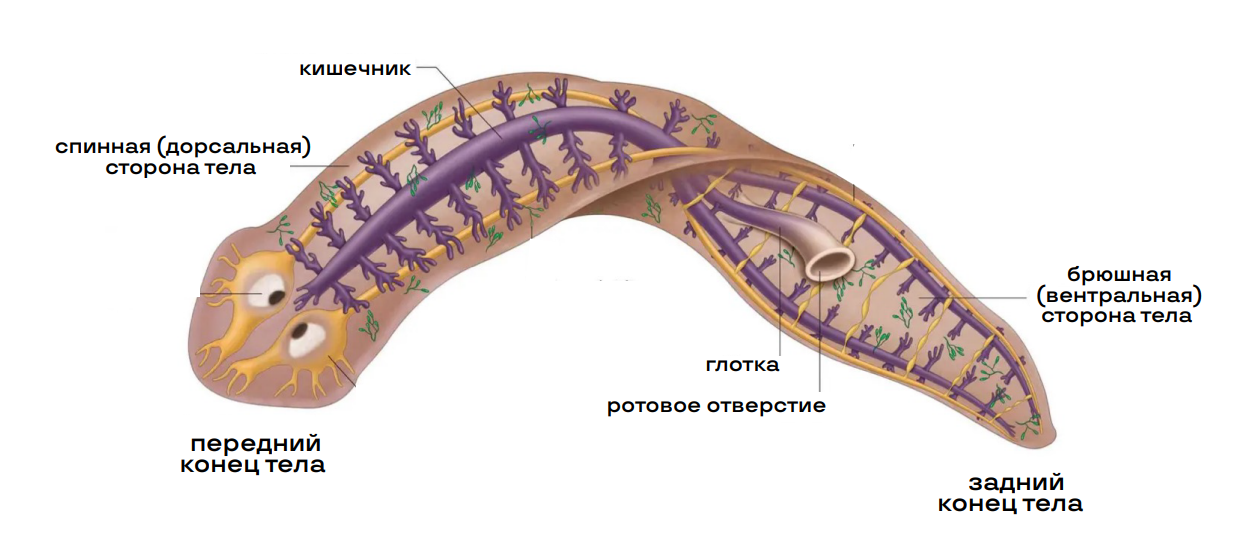 Тип плоские черви