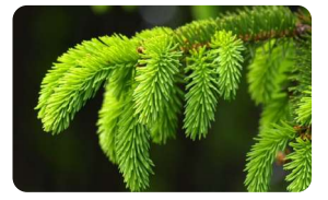 Биология как наука